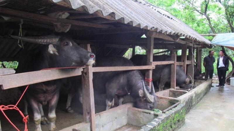 Văn cúng chuồng trại, chăn nuôi